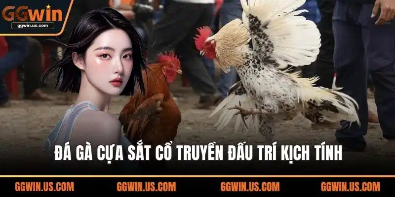 Đá gà cựa sắt cổ truyền đấu trí kịch tính