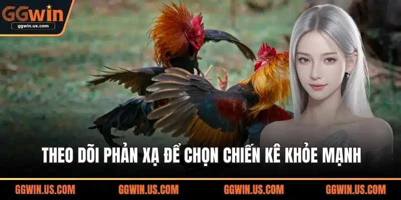 Theo dõi phản xạ để chọn chiến kê khỏe mạnh